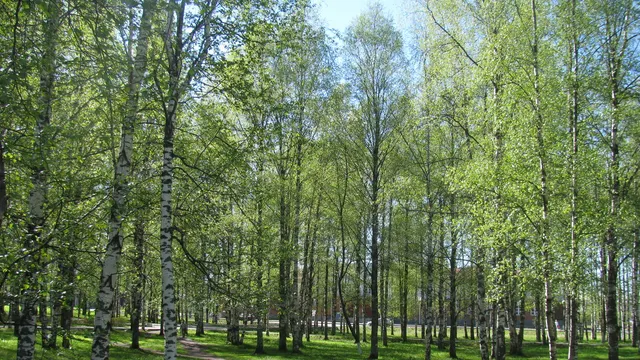 Вологда — Вожега